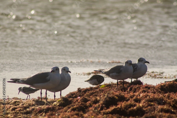 Obraz gaviotas sobre algas 4