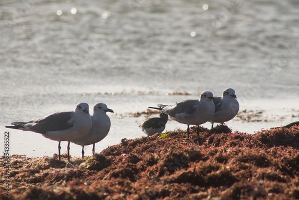 Obraz gaviotas sobre algas 5