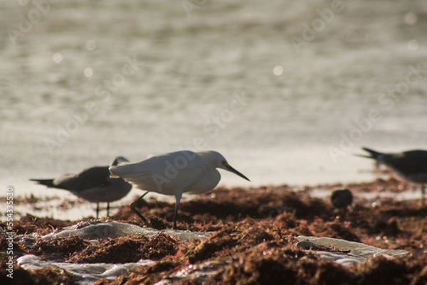 Obraz garza pescando