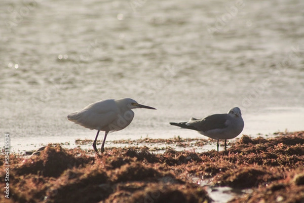 Obraz garza y gaviota