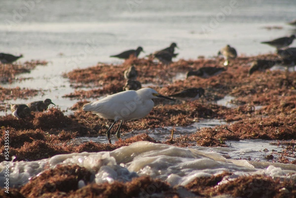 Obraz garza pescando sobre algas