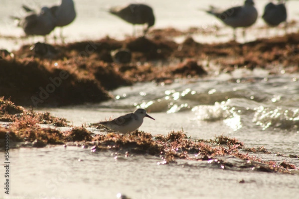 Obraz ave playera sobre algas