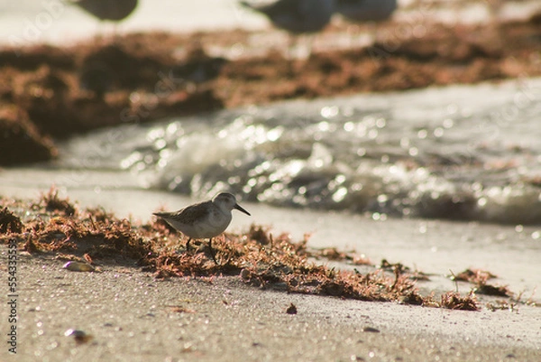 Obraz ave playera sobre algas 2