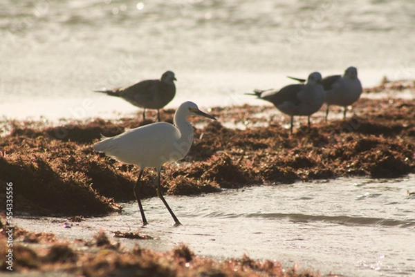 Obraz garza pescando con gaviotas