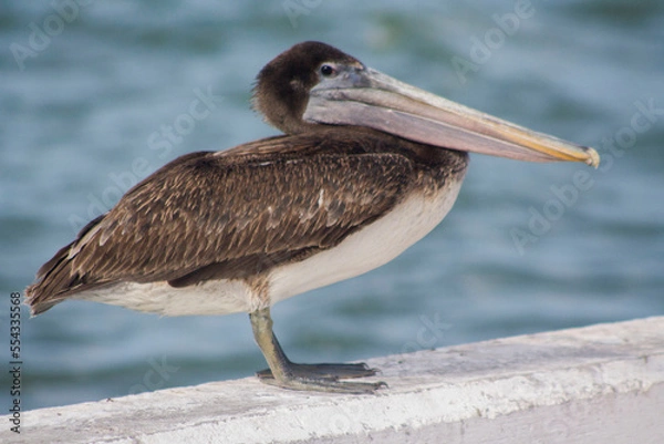 Obraz pelicano cafe parado 