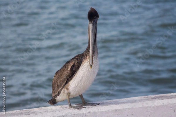 Obraz pelicano cafe parado 2