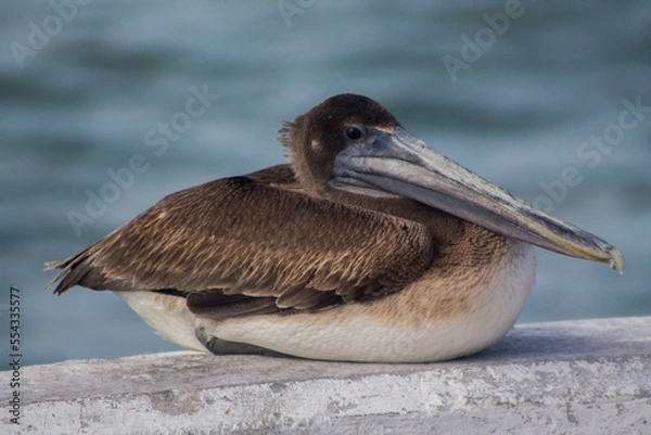 Obraz pelicano cafe sentado