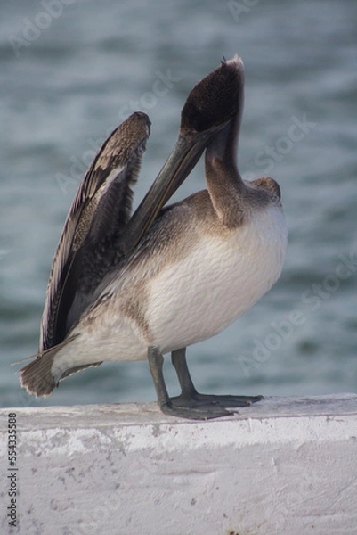 Obraz pelicano cafe parado 6