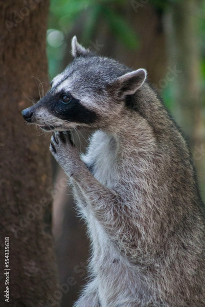 Obraz mapache de perfil 4