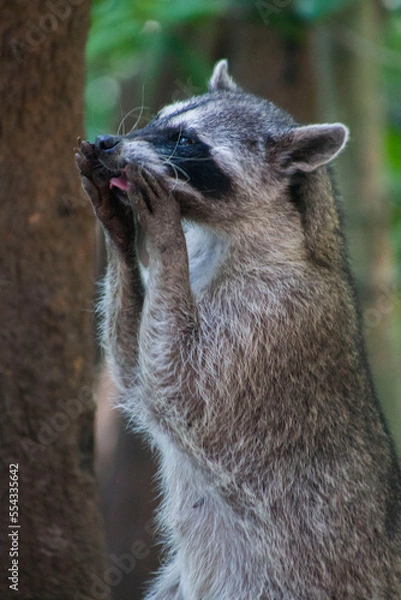 Obraz mapache de perfil 5