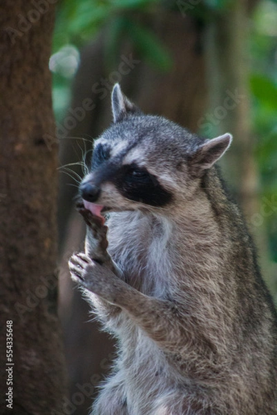 Obraz mapache lavando su manita 2