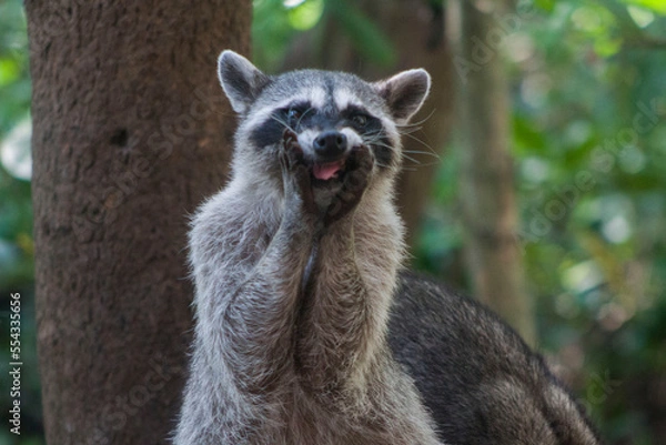 Obraz mapache haciendo caritas 2