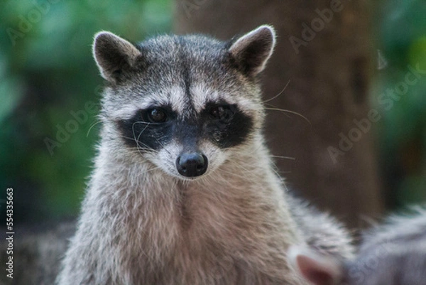 Obraz mapache de frente