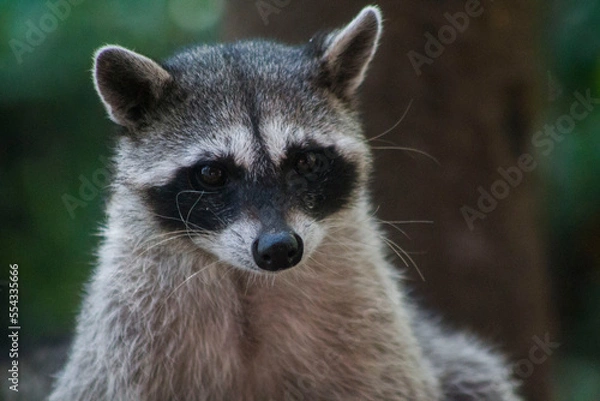 Obraz mapache de frente 2