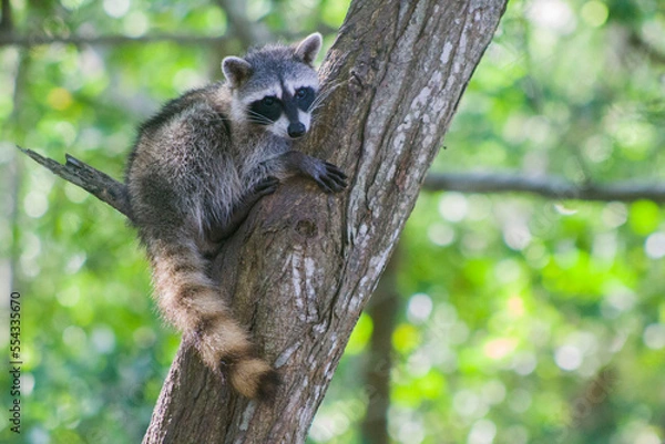 Obraz pequeño mapache en arbol