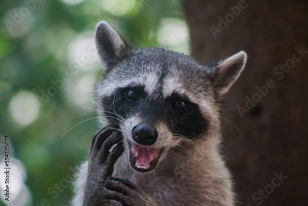 Obraz mapache haciendo caritas 6