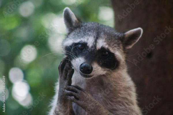 Obraz mapache haciendo caritas 7