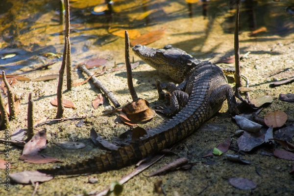Obraz pequeño cocodrilo