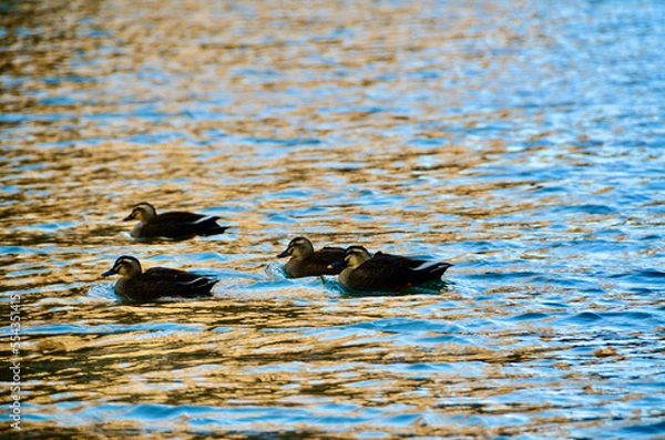 Obraz Spot-billed duck walk