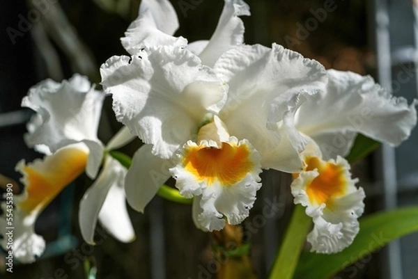 Obraz 光を浴びて輝く満開の白いカトレア