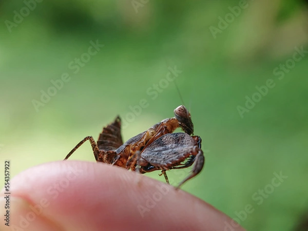 Obraz Macro small insects against a natural background without touchingser