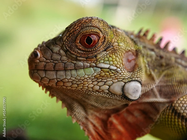 Obraz Macro small insects against a natural background without touchingser