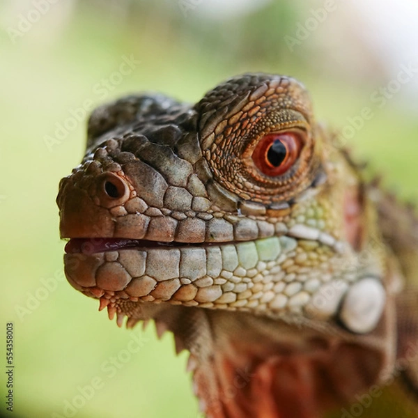 Obraz Macro small insects against a natural background without touchingser