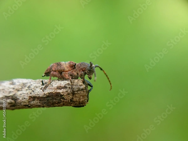 Obraz Macro small insects against a natural background without touchingser