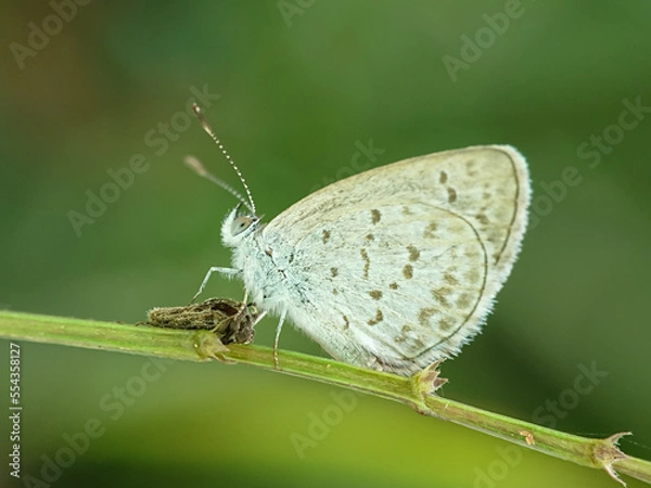 Obraz Macro small insects against a natural background without touchingser