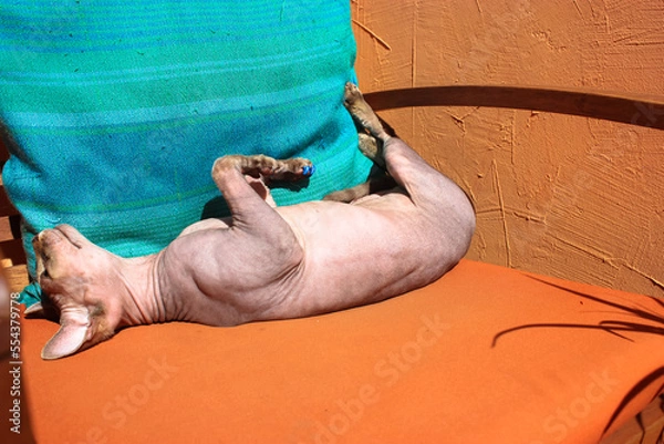 Fototapeta Beautiful happy bald Canadian Sphynx cat lying relaxed sunbathing on back with paws up on a soft orange cushion on a chair, enjoying the sun. Hairless sphinx kitty at home. Feline animal, pet indoors