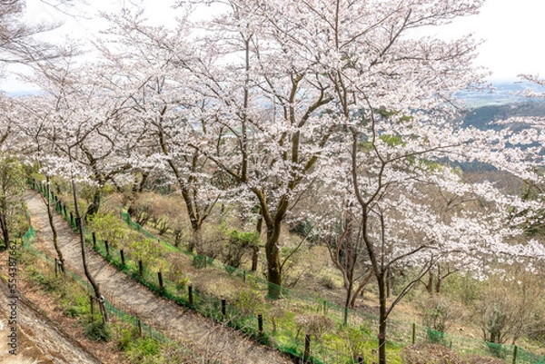 Fototapeta 栃木県栃木市　太平山の桜