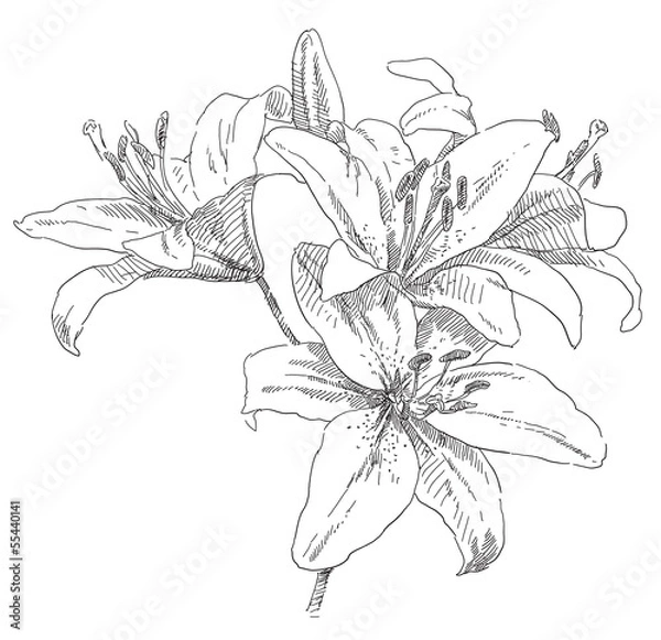 Obraz Hand drawing flower blossom