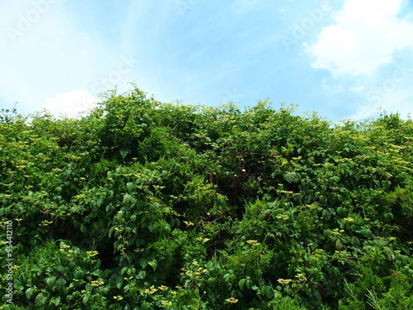 Fototapeta ほかの植物に絡みつくヤブガラシ