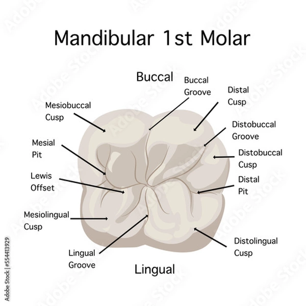 Fototapeta Top view of Mandibular 1st Modal anatomy on white background.Maxillary right first molar oral anatomy.Vector flat design of representatives for study  of cusp base area in maxillary permanent modal