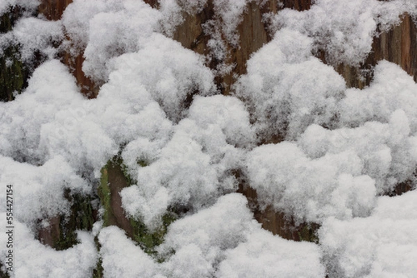 Obraz snow covered tree