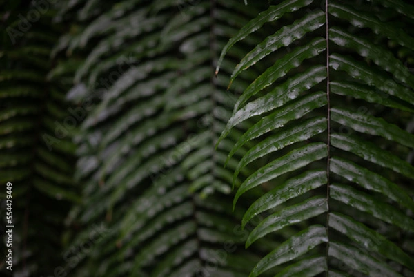Fototapeta Mostly blurred fern leaves background. Closeup of lush giant sword fern foliage