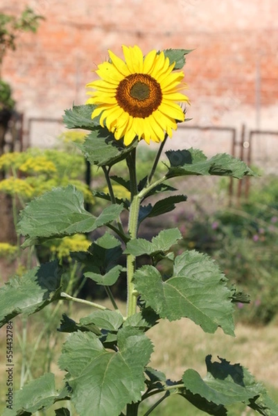 Fototapeta Einzelne Sonnenblume im Garten