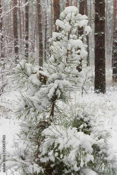Obraz snow covered pine tree