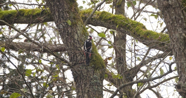 Fototapeta Great spotted woodpecker (Dendrocopos major) sitting on the tree in autumn