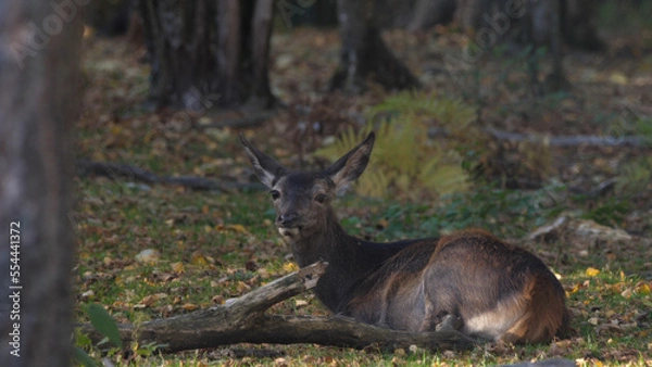 Fototapeta Portrait of red deer (cervus elaphus) in autumn october