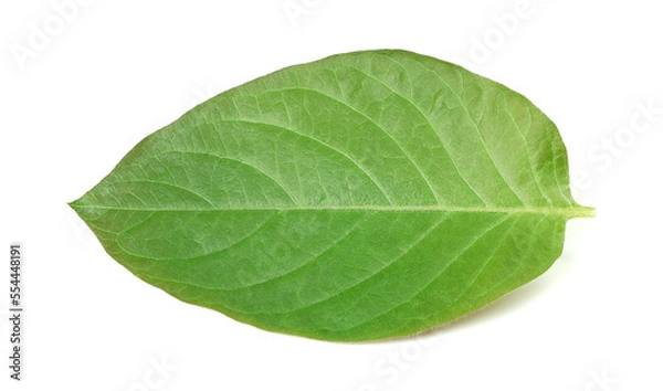 Obraz From age leaves (Paederia)