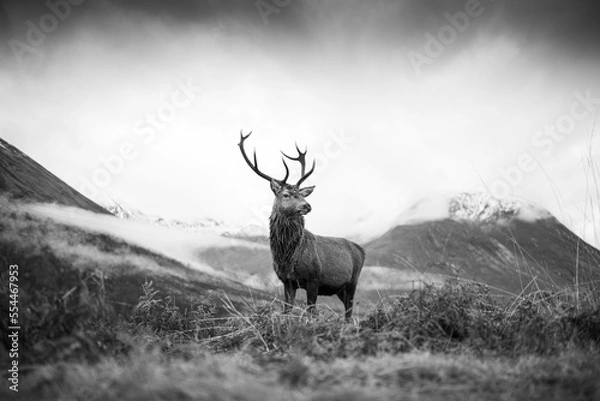 Obraz Monarch of the glen