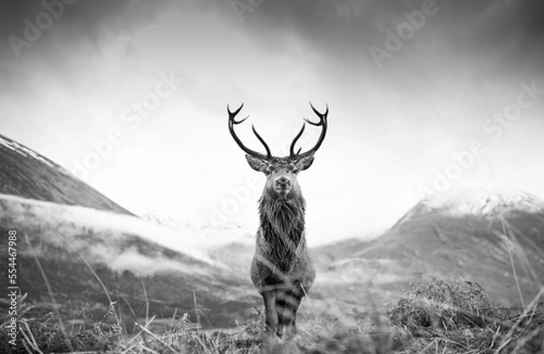 Obraz Monarch of the glen