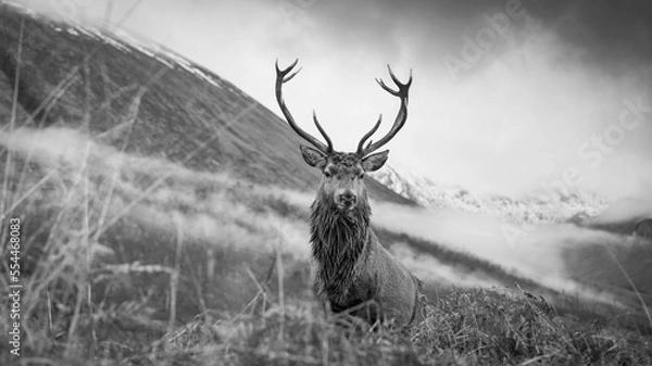 Obraz Monarch of the glen