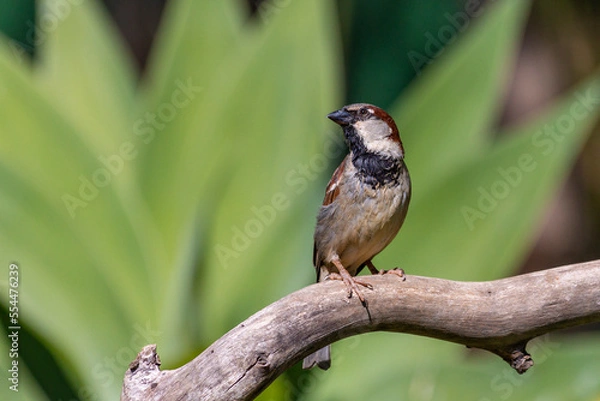 Fototapeta The sparrow also know as Pardal or Gorrion singing perched on the branch. Species Passer domesticus. Animal world. Birdwatching.