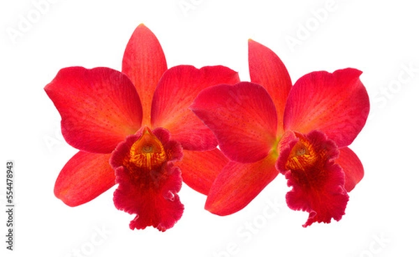 Obraz Orchid Flower isolated on transparent png