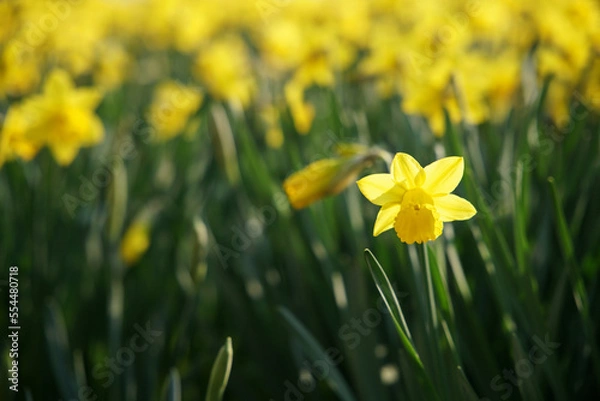 Obraz Yellow daffodils in the garden