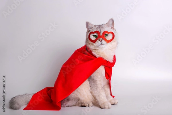 Fototapeta A white cat sits on white background in a red mask in the form of hearts and a red cape.