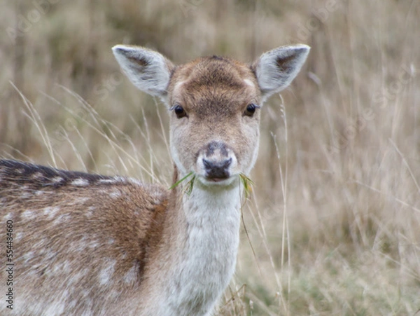 Fototapeta white deer