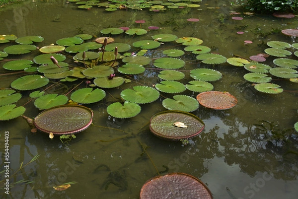 Fototapeta 
Victoria amazonica and a pink water lily in a pond in a botanical garden in São Paulo, Brazil